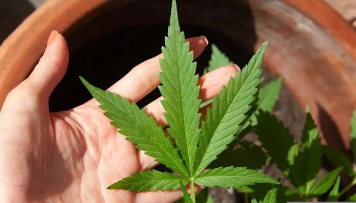 STF suspende julgamento sobre descriminalização do porte de drogas 